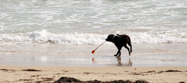 Pet Friendly Holidays at Welcome Family Holiday Park, Dawlish Warren, Devon