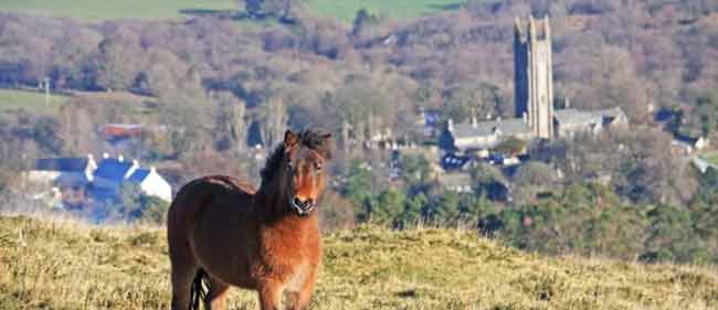 View of Dartmoor Pony with Widecome in the Moor in the background