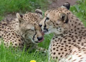Cheetahs at Paignton Zoo. Paignton Zoo