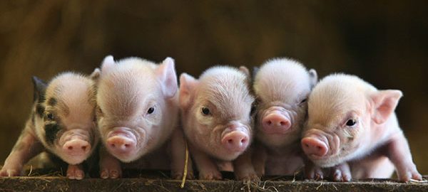 Pennywell Farm in South Devon - Miniature Pigs