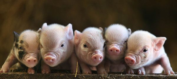 Cute piglets at Pennywell Farm in Devon