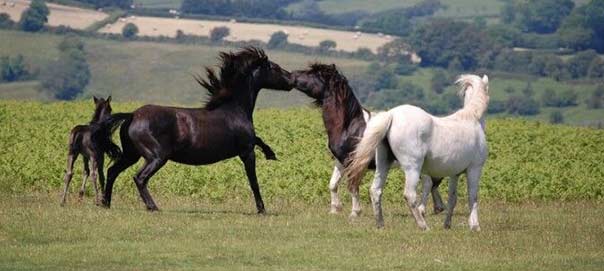 Traditional Dartmoor ponies