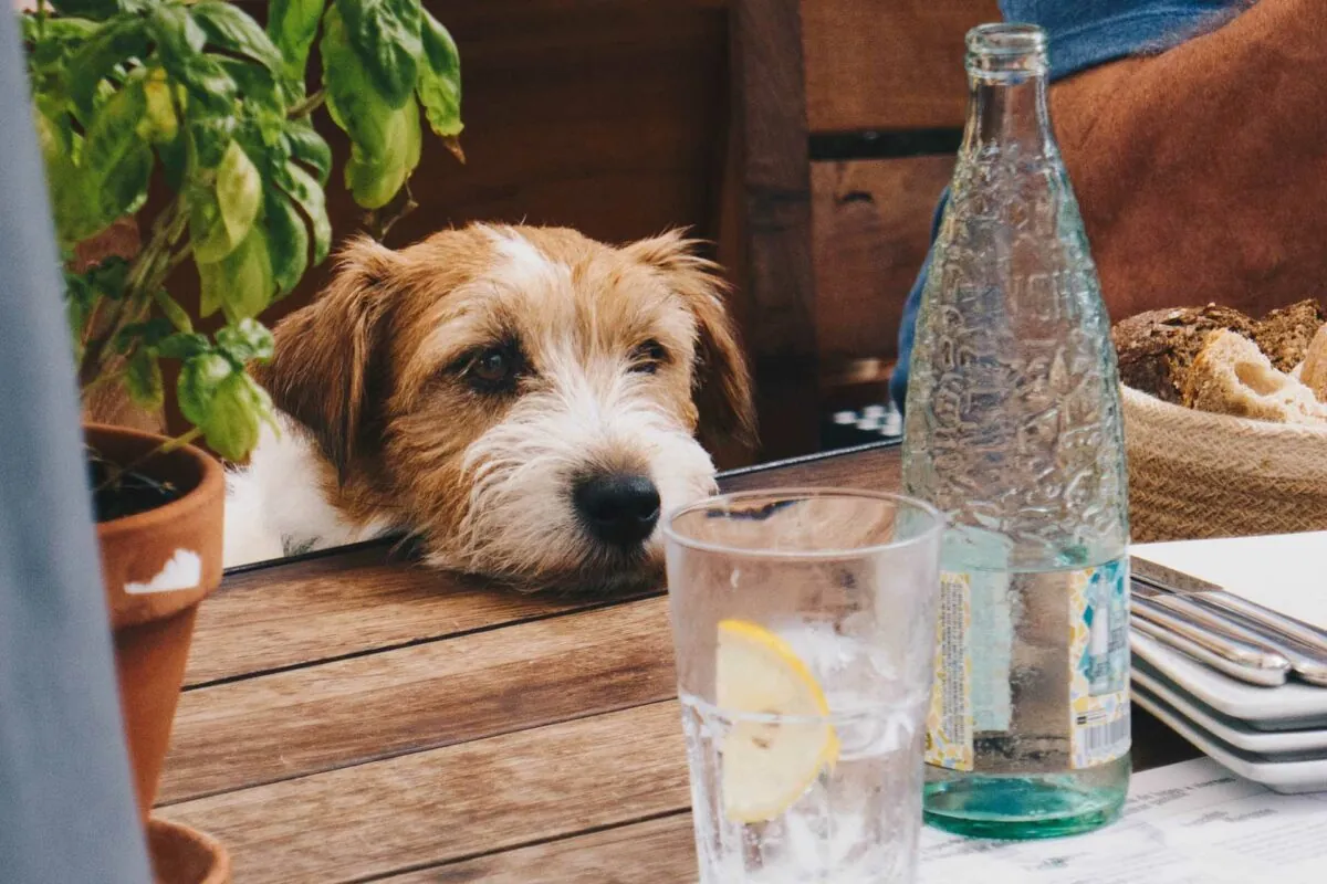 http://Dog%20at%20cafe%20table