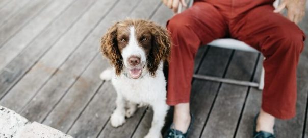 Dog Friendly Devon