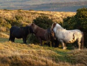 Dartmoor ponies grazing