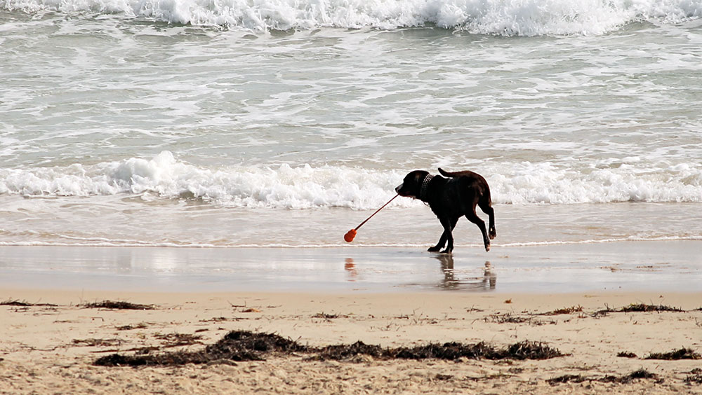 Dog on the Beach at Dawlish