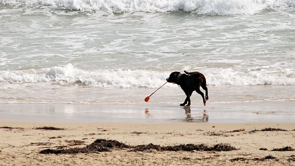 Dog on the Beach at Dawlish