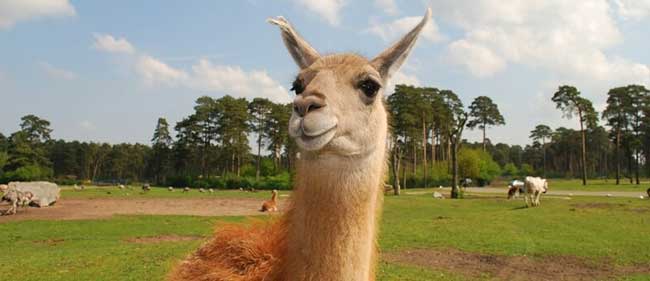 Image of a llama for local attractions