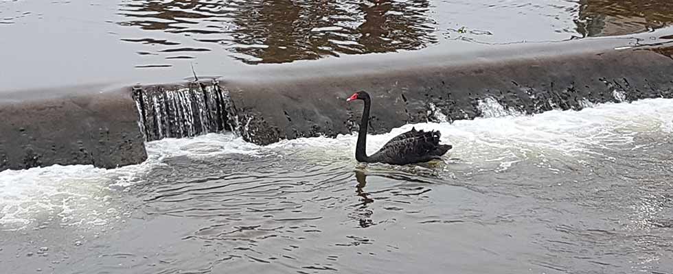 Black Swan at Dawlish