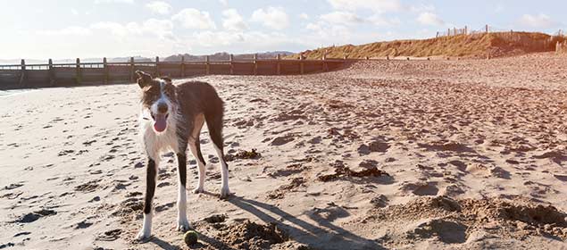 Dog on Dawlish Warren Beach