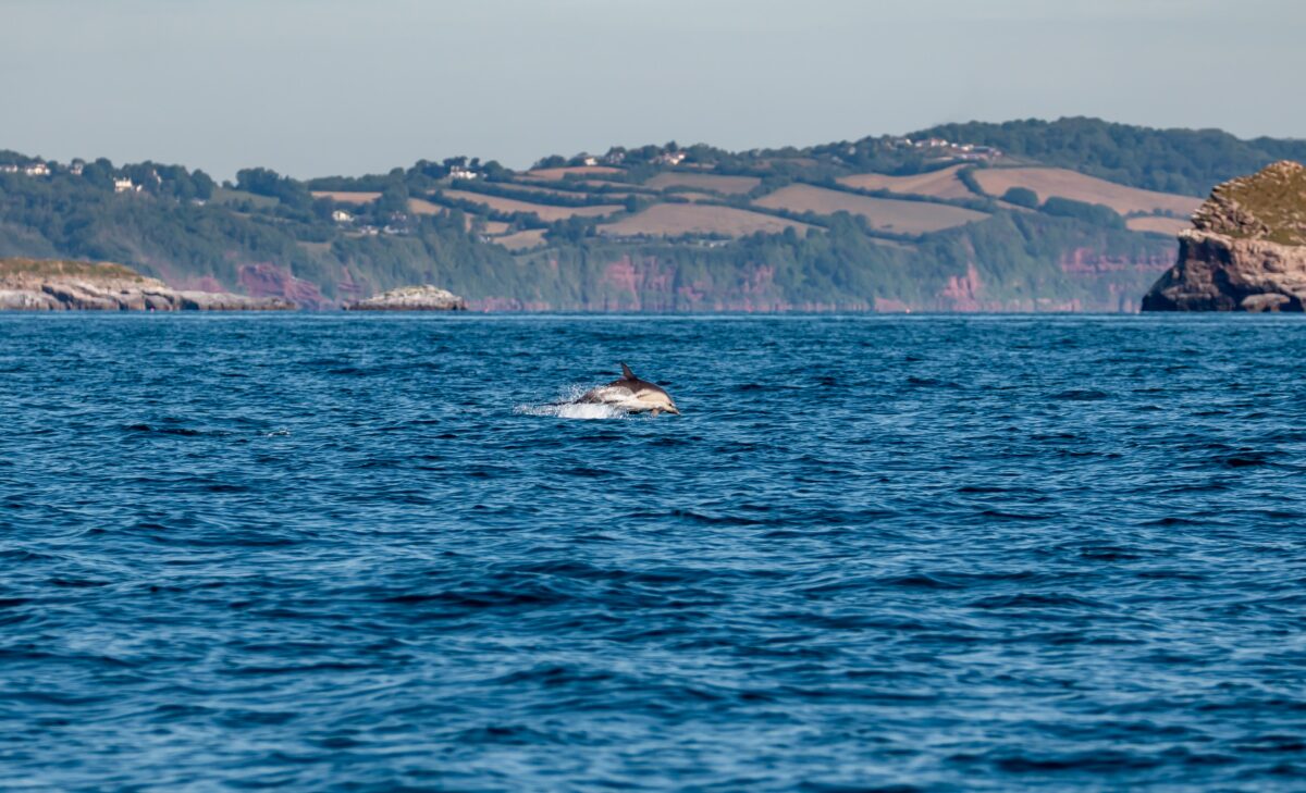 http://A%20dolphin%20breaching%20the%20surface%20in%20Torbay%20waters