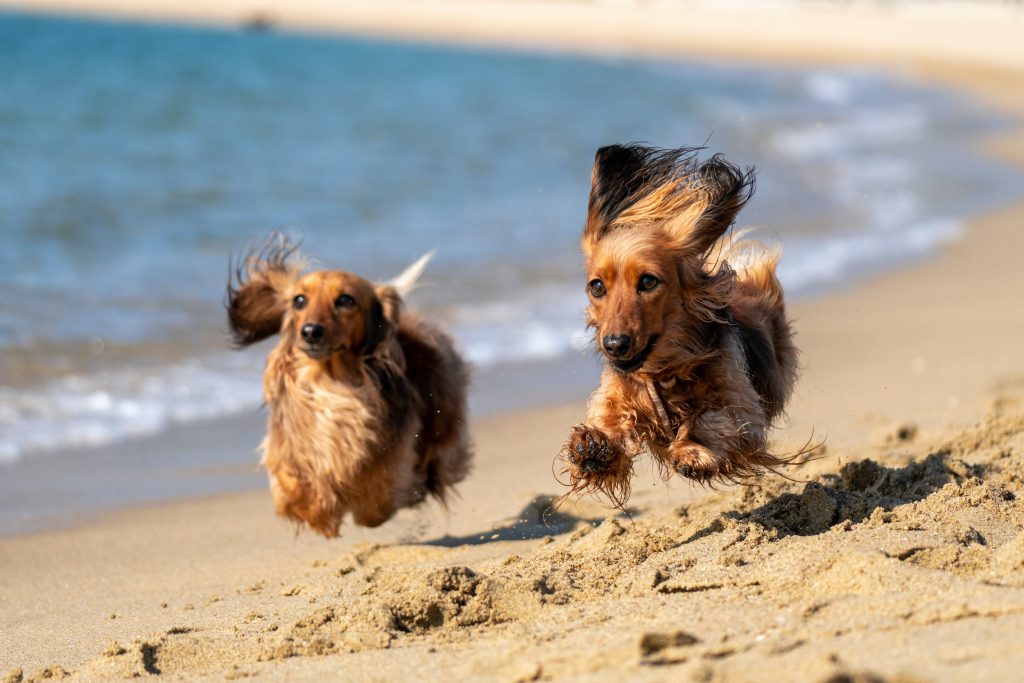 http://Dogs%20running%20on%20dog-friendly%20beach