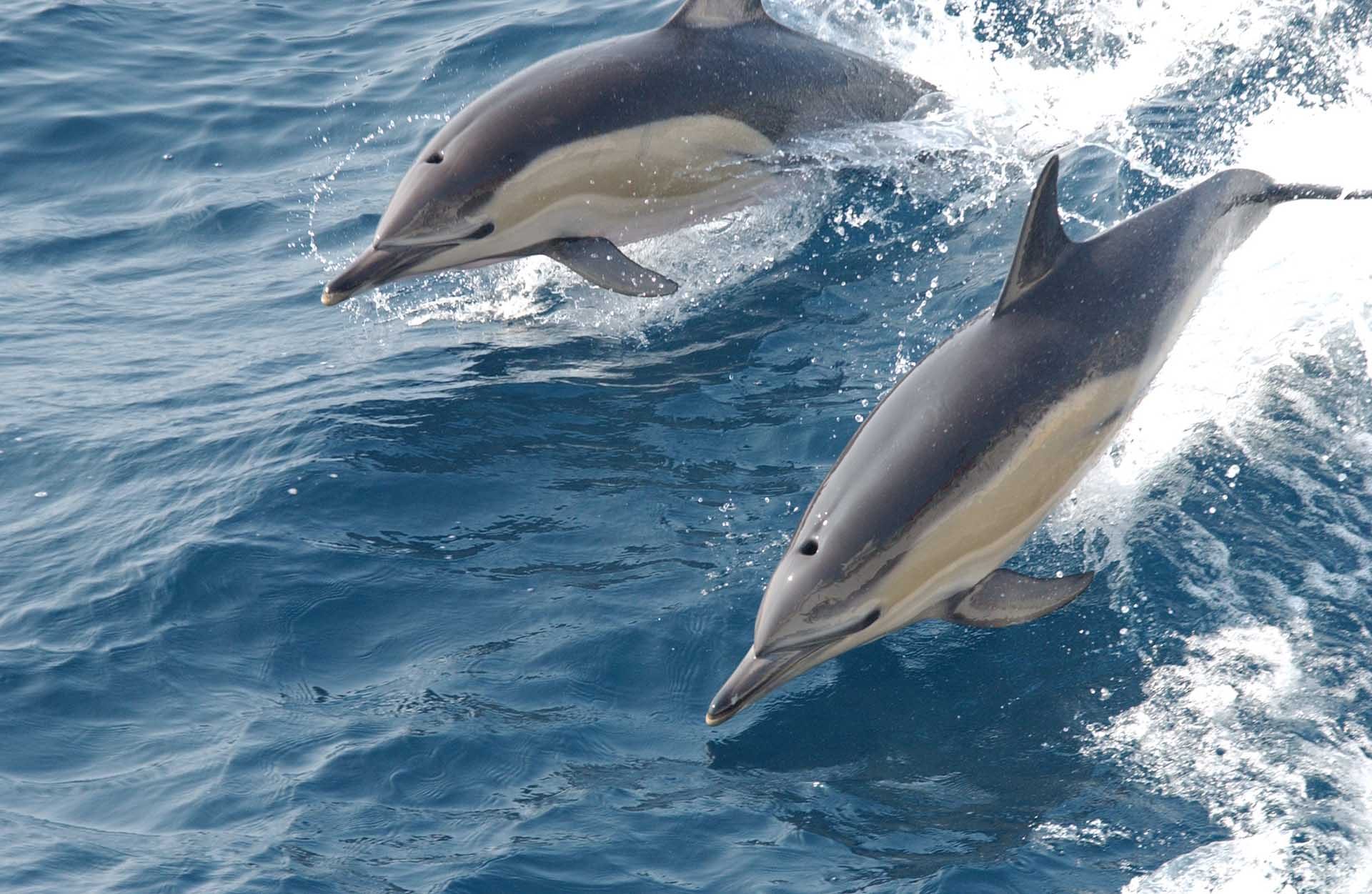 Dolphins swimming in Dawlish waters