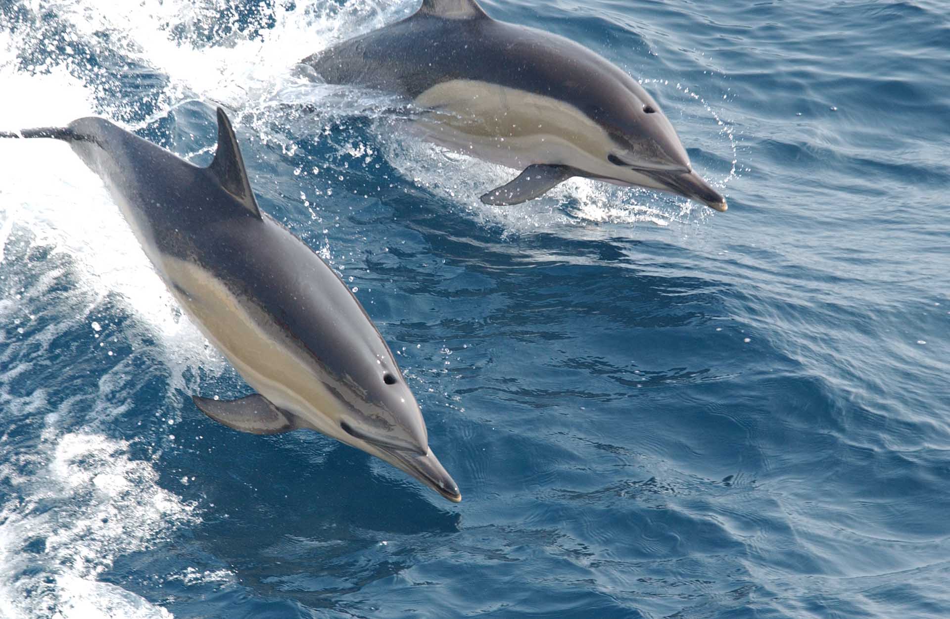 Dolphins swimming in Dawlish waters