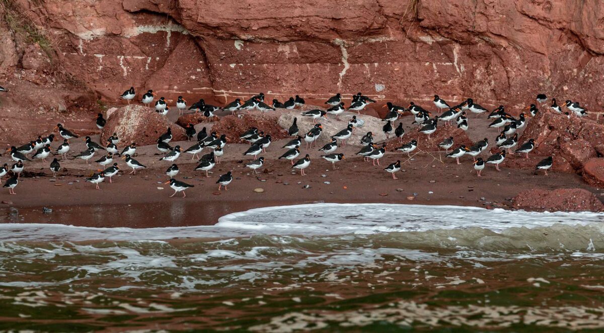 http://Birds%20on%20Ness%20Coast%20Beach%20in%20Shaldon