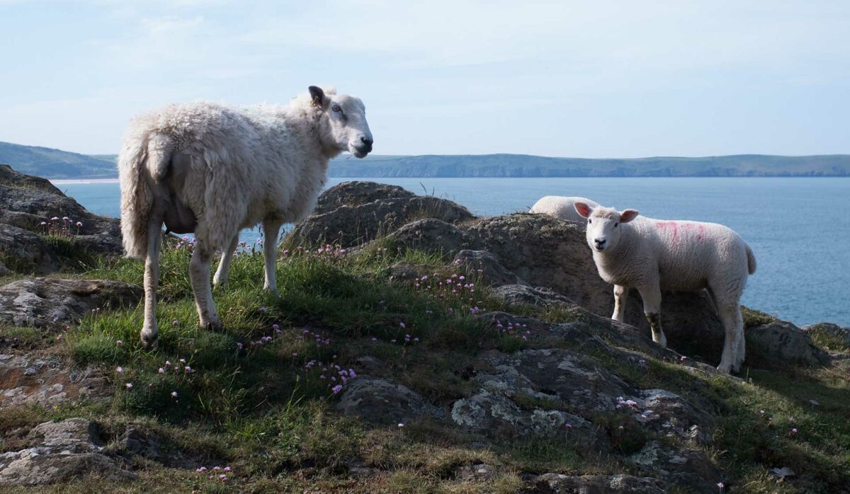 http://South%20West%20Coast%20Path%20view%20of%20coast%20next%20to%20sheep