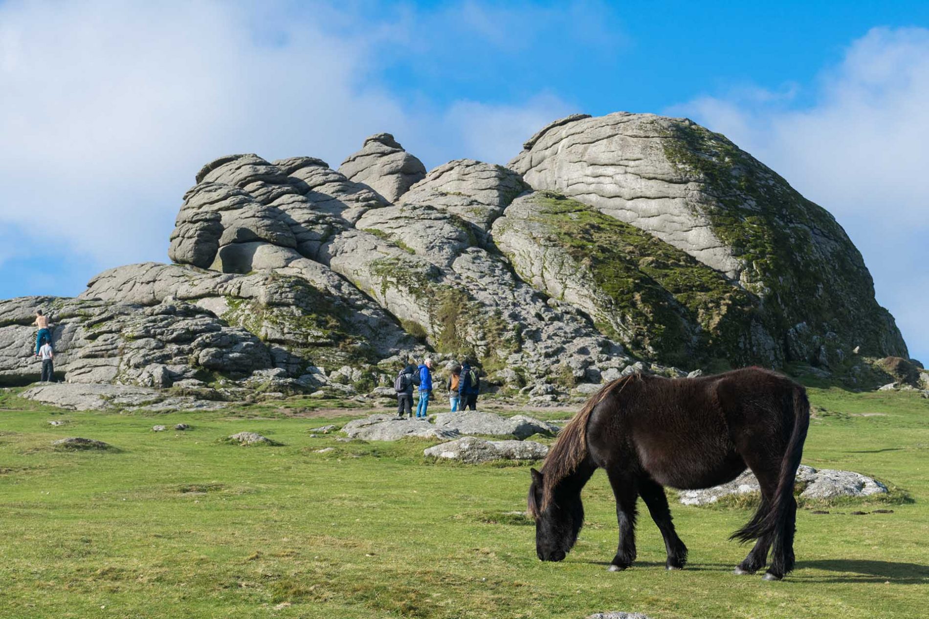 Dartmoor pony and large tor