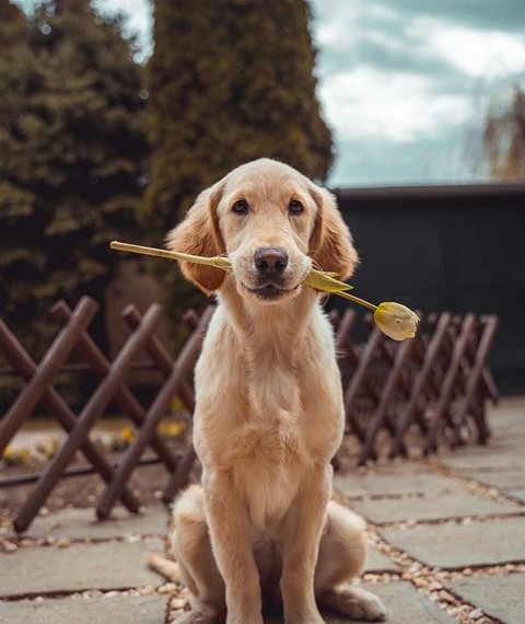Pet-friendly Holidays :)