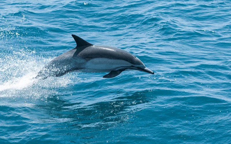 A common dolphin breaching the surface in South Devon waters.